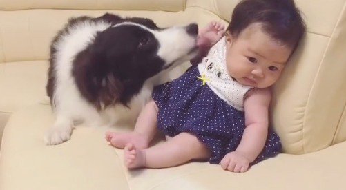 赤ちゃんの顔を舐める犬