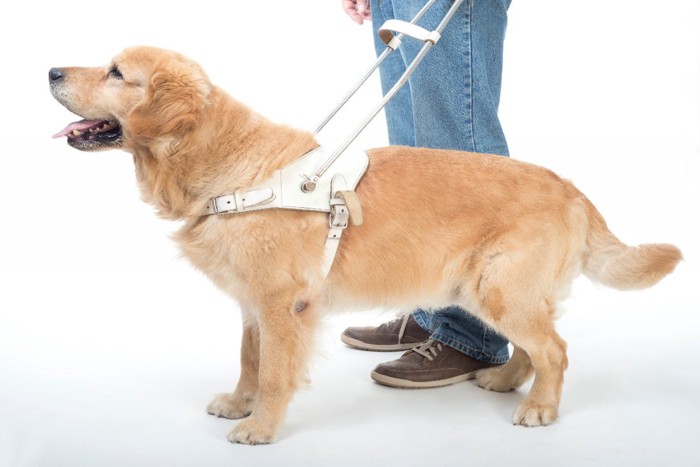 盲導犬のハーネスをつけたゴールデンレトリーバー