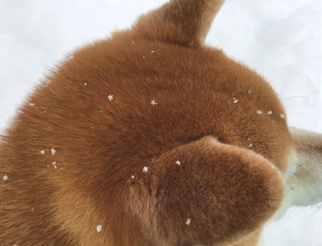 雪の華