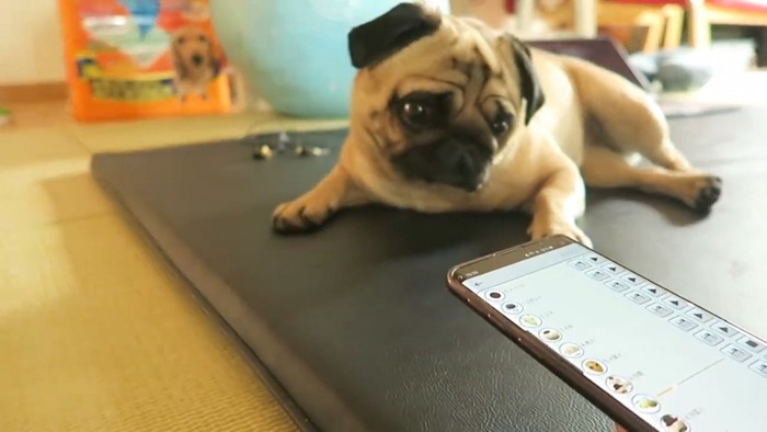 不思議そうにスマホを見る犬