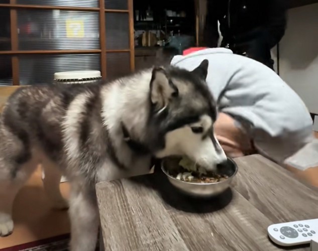 ご飯を食べる犬