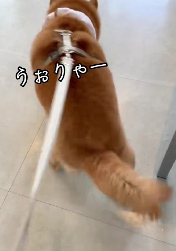 必死に逃げるのんちゃん