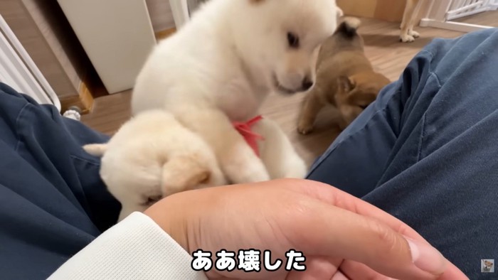 争いがスタート！