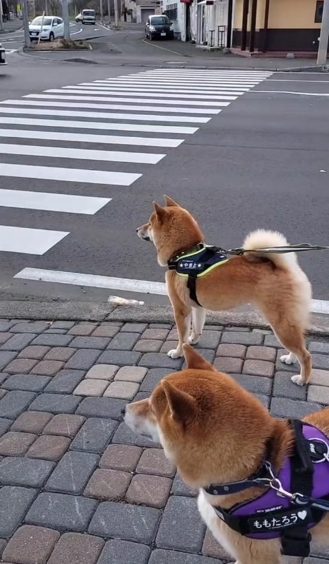 桃太郎くんと大和くん