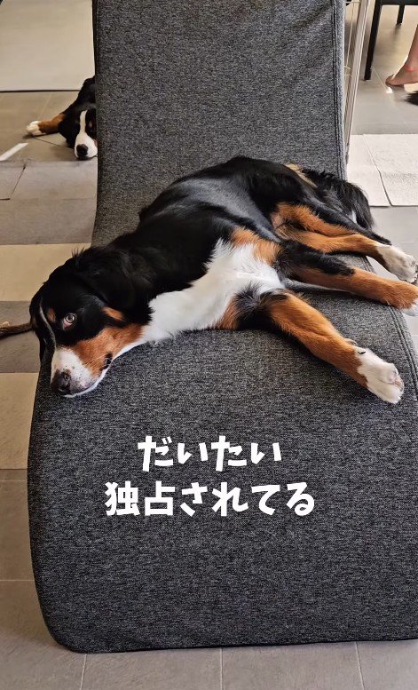 どいてくれる気配ゼロ