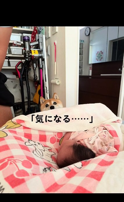 赤ちゃんを覗き込む豆柴さん