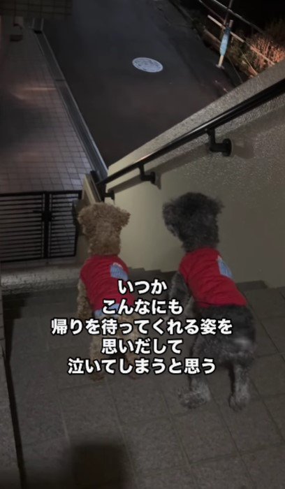 飼い主さんが帰宅すると…