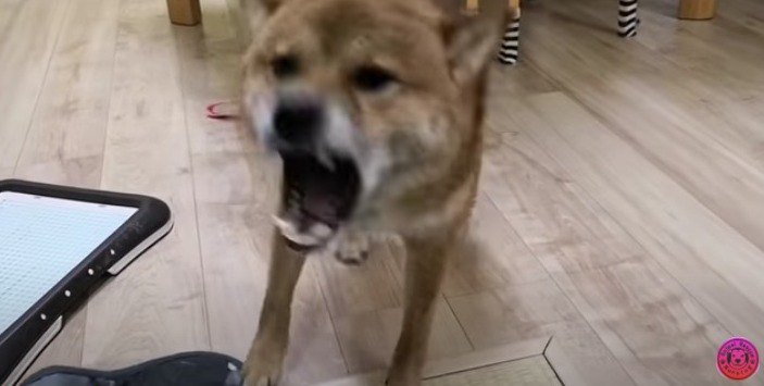 噛みつこうとする柴犬さん2