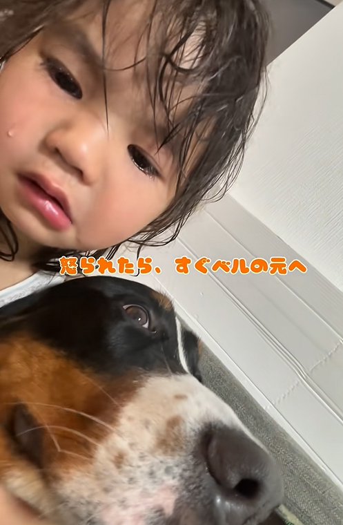 泣いている子供と大型犬