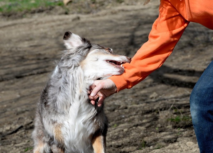 人の腕（服）を咬む犬