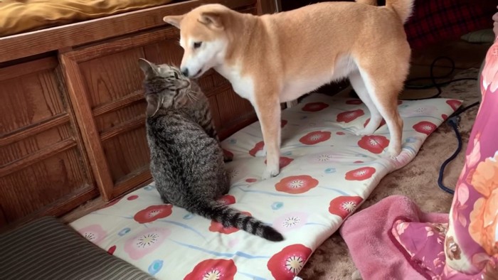 キスされると骨抜きに！？