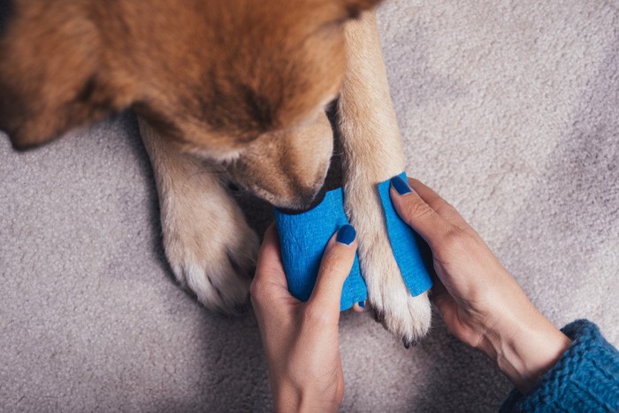 足に包帯を巻かれている犬