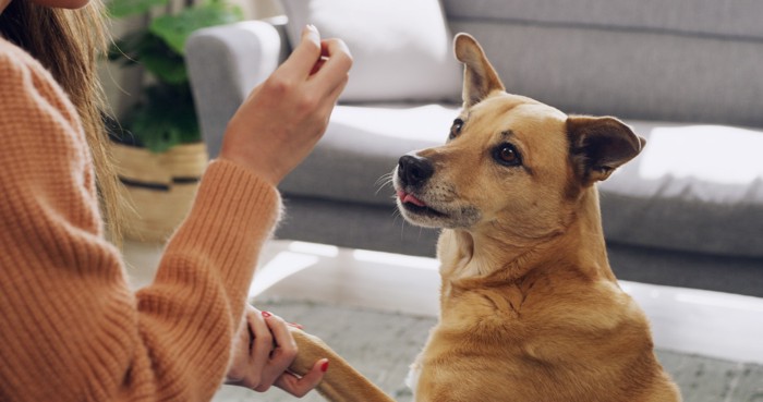 飼い主と室内でトレーニング中の犬
