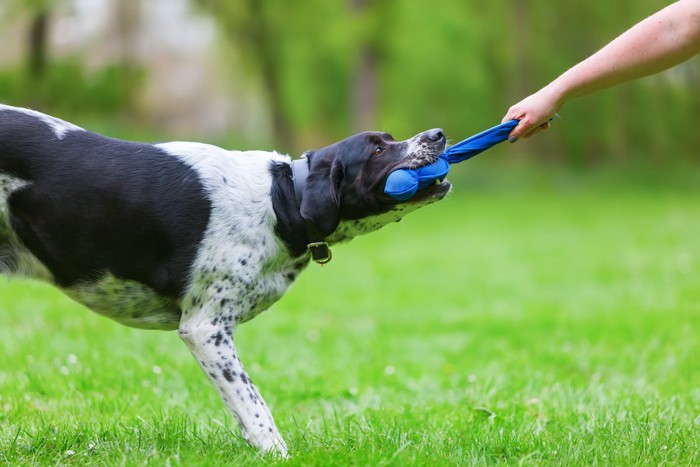 おもちゃの引っ張り合いをする犬と人