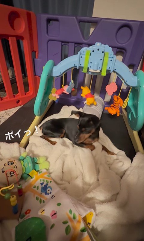 赤ちゃんのそばにいたいうにちゃん⑩