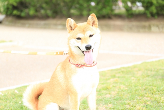 笑顔の柴犬 公園 後ろに木々