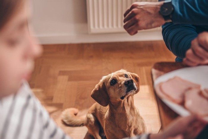 テーブルから食べ物を犬に与える男性