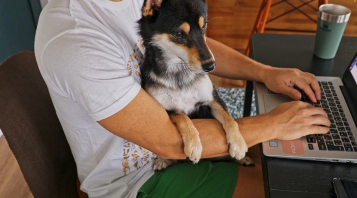 飼い主の膝の上に乗る成犬