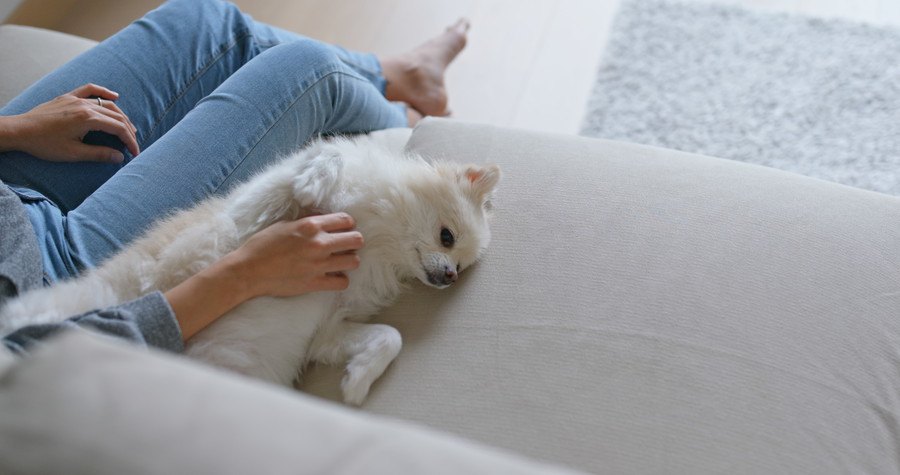 飼い主の隣でお腹を見せる犬