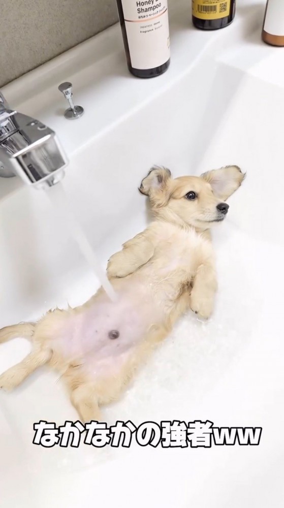 腹に水道のお湯を浴びながら、遠くを見つめる子犬