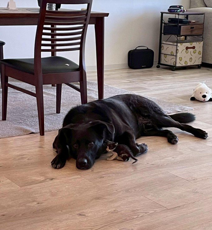 キングくんと子猫4