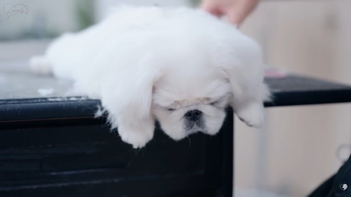 眠ってしまったもち太くん
