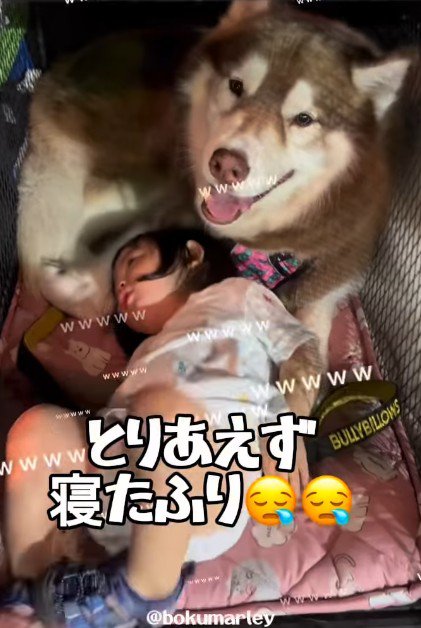 まさかの狸寝入り!!