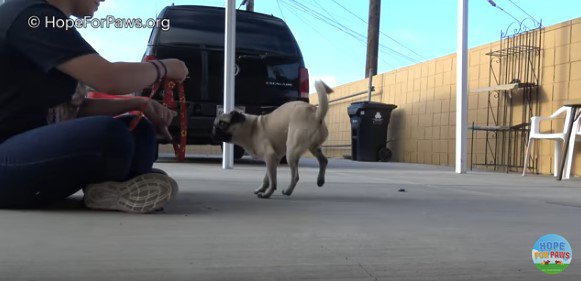 跳ね回る犬