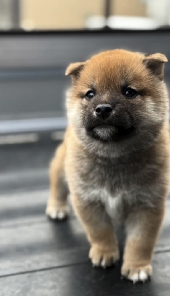 こちらを見つめる子犬