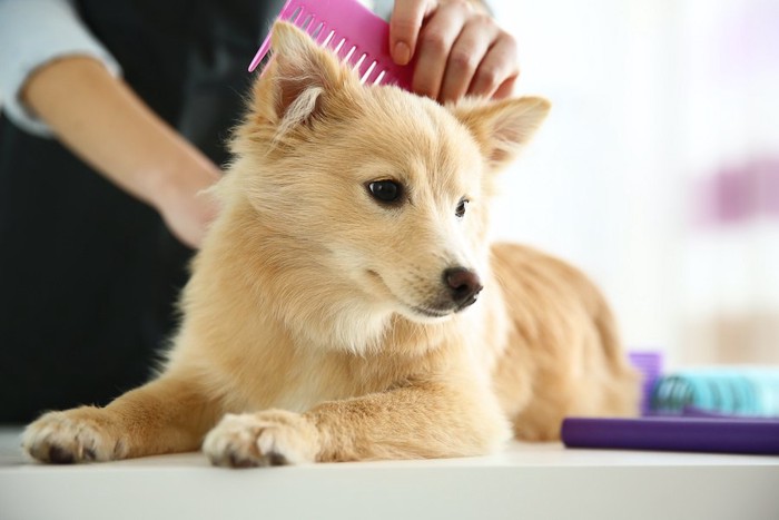 台の上でブラッシングをしてもらう犬