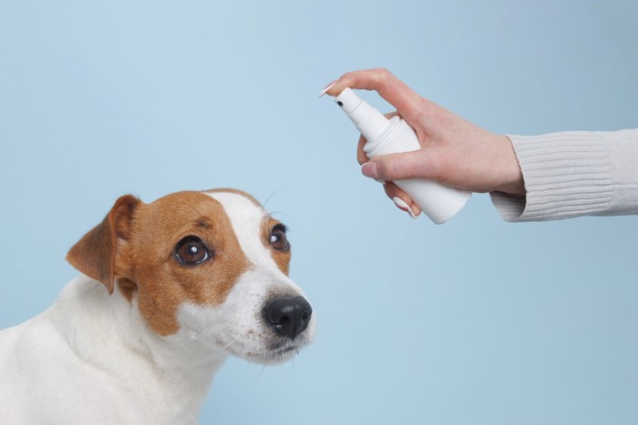 スプレーボトルを持つ人の手と犬