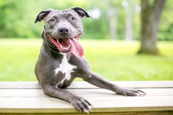 笑顔でこちらを見つめる犬