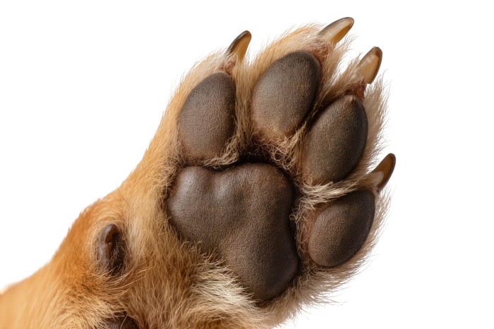 犬の肉球