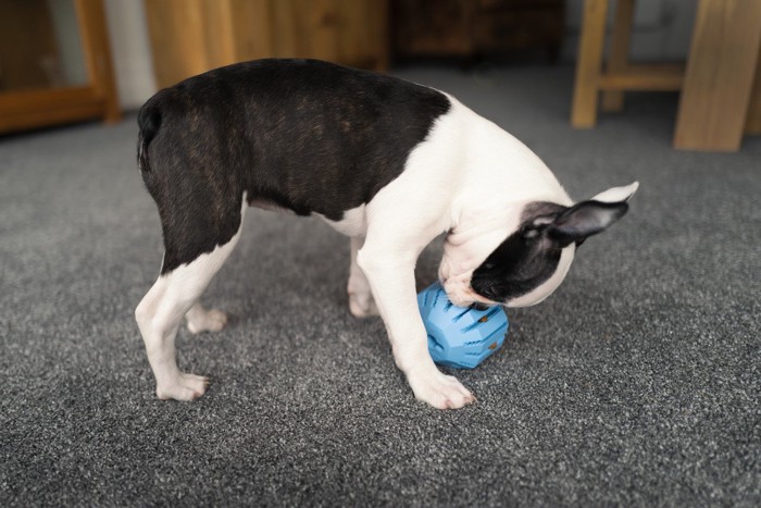 おやつを取り出そうと必死な犬