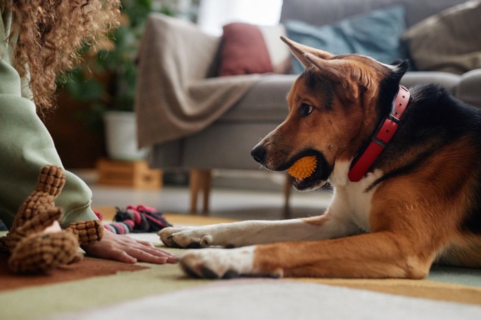 おもちゃを口にくわえた茶白黒の犬