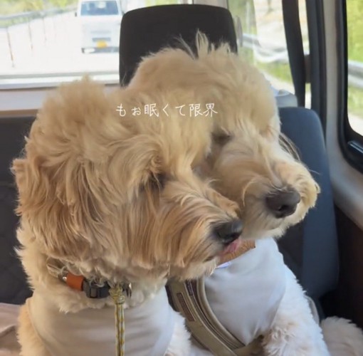 頬を寄せ合う2匹の犬