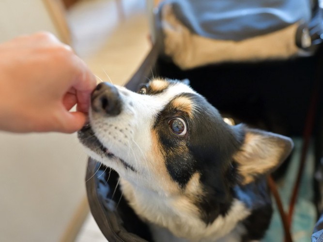 おやつをもらう犬