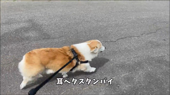 耳を畳んで走る犬