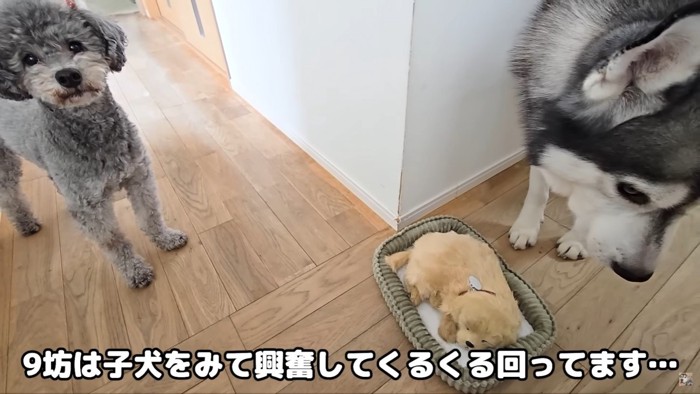 子犬の仲間入りを歓迎