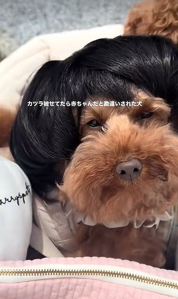 カツラを被ったワンコ4