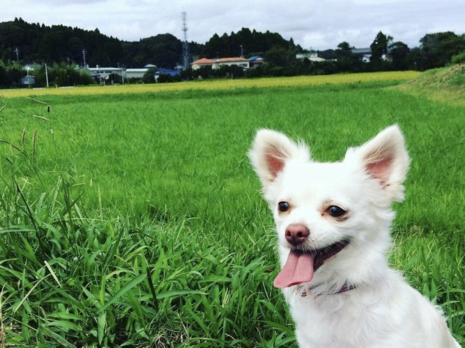 田園とチワワ