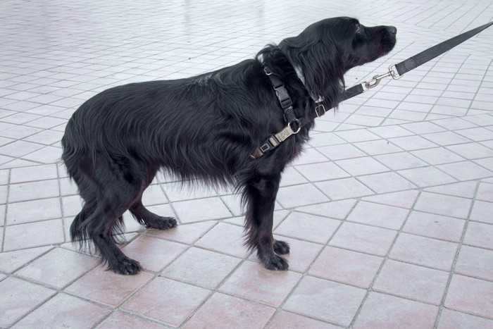 しっぽを下げてリードを引っ張る黒い犬