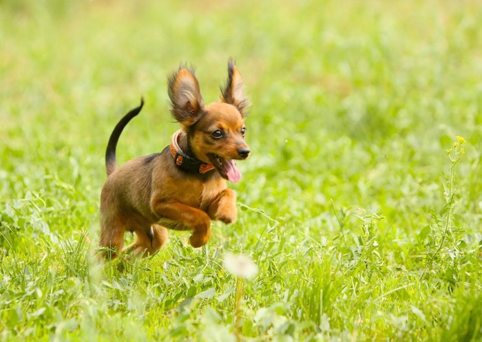 草むらを飛び回る茶色い子犬