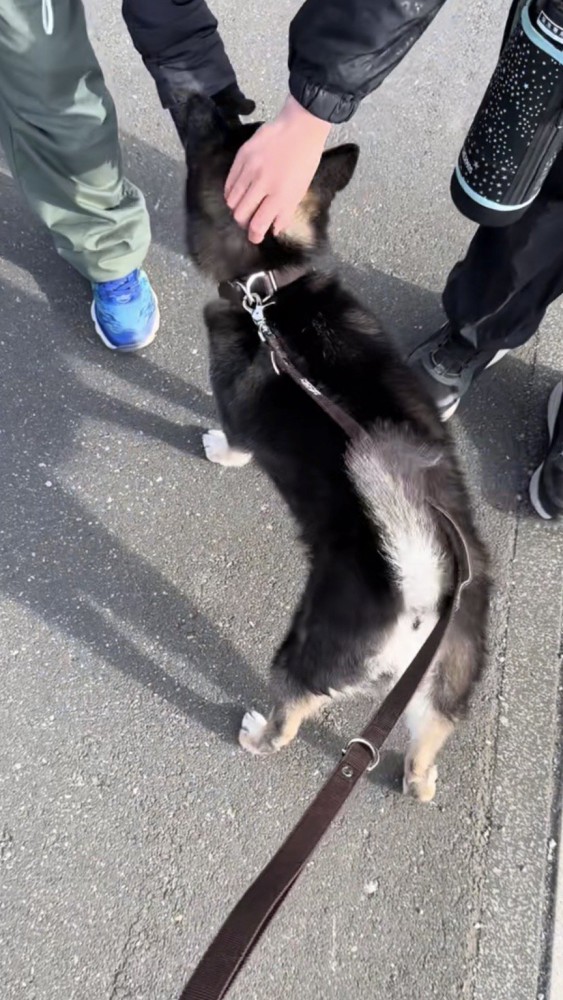 頭と顎を2人の子どもに撫でられる黒柴