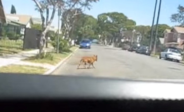 道路上の犬