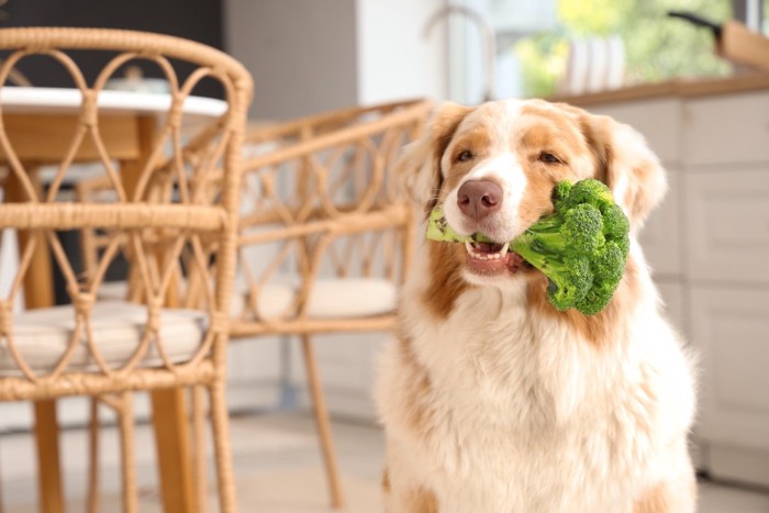ブロッコリーをくわえる犬