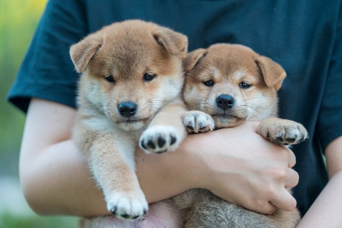 抱きかかえられている2頭の柴犬の子犬