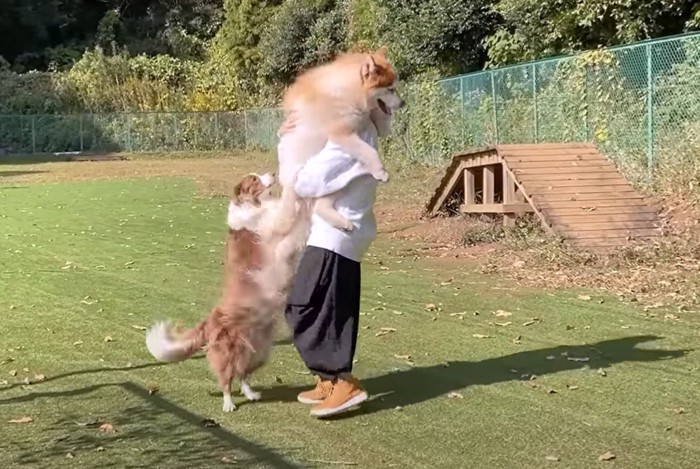 人に飛びつく犬