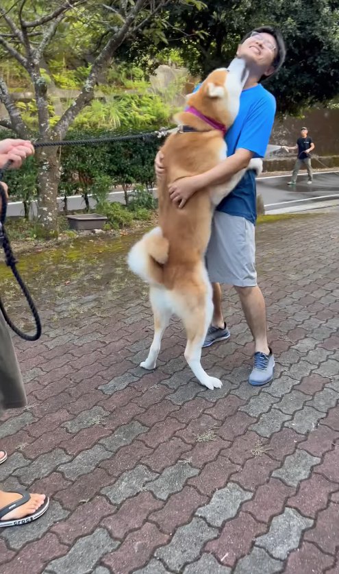 青いTシャツの人に抱きついて顔を舐めようとしている秋田犬