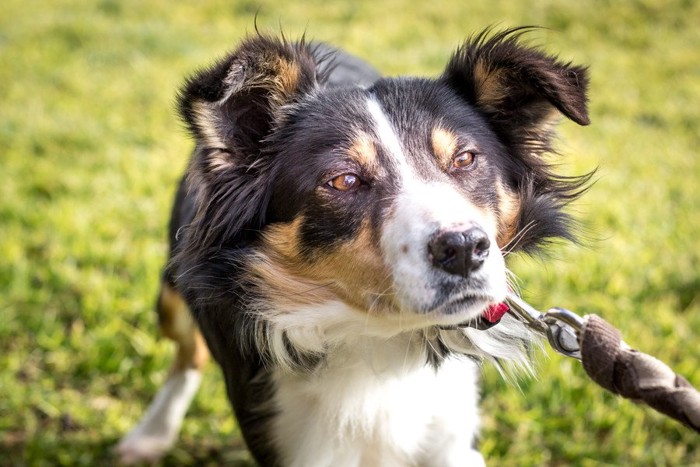 リードを引っ張る犬